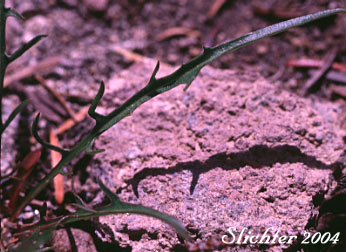 Basal leaf of Smooth Mountain Dandelion, Alpine Lake Prairie-dandelion, Alpine Lake Agoseris: Nothocalais alpestris (Synonym: Microseris alpestris)