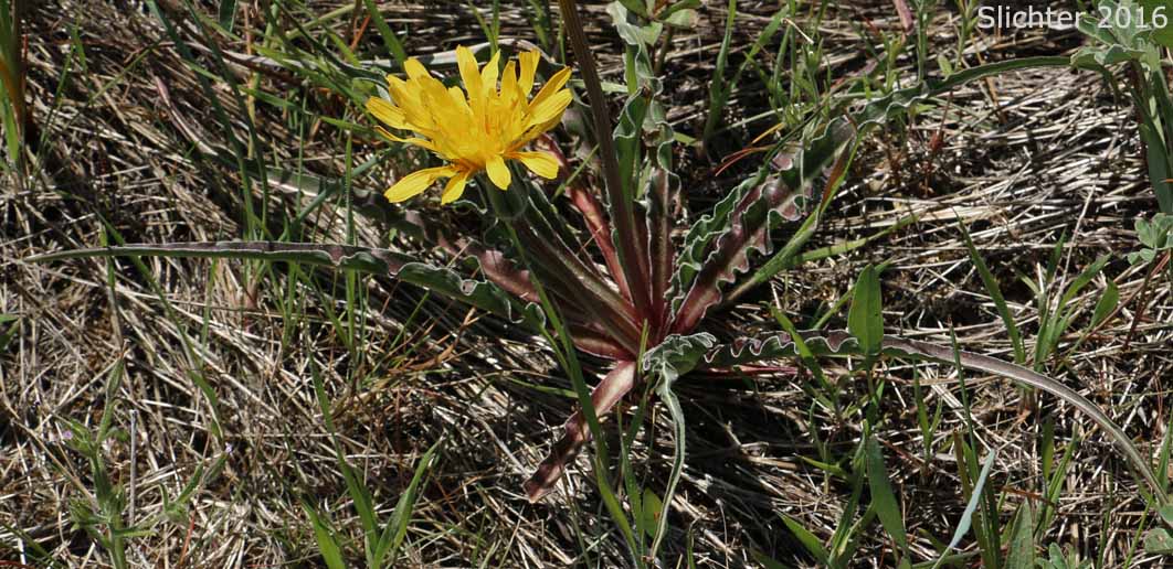 False Agoseris, Weevil Microseris, Weevil Prairie-dandelion: Nothocalais troximoides (Synonyms: Microseris troximoides, Scorzonella troximoides)
