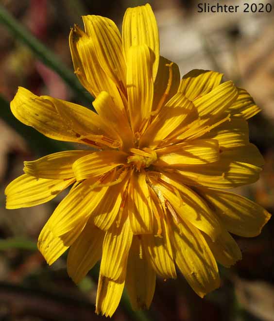 Flower head of False Agoseris, Weevil Microseris, Weevil Prairie-dandelion: Nothocalais troximoides (Synonyms: Microseris troximoides, Scorzonella troximoides)