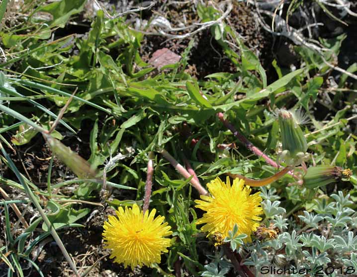 Common Dandelion: Taraxacum officinale (Synonyms: Taraxacum officinale ssp. officinale, Taraxacum officinale ssp. vulgare)