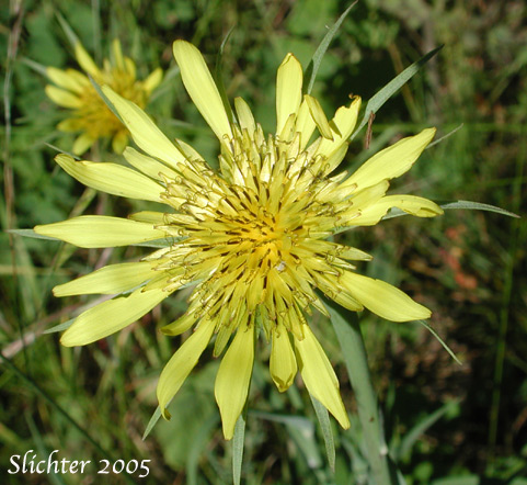 Flower head of Meadow Goatsbeard, Yellow Salsify: Tragopogon dubius