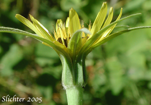 Involucral bracts of Meadow Goatsbeard, Yellow Salsify: Tragopogon dubius