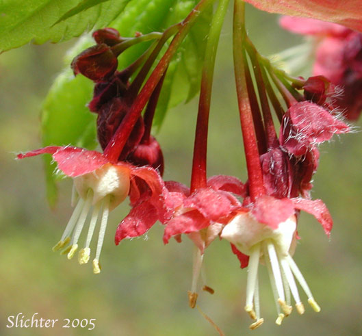 Flowers of Vine Maple: Acer circinatum