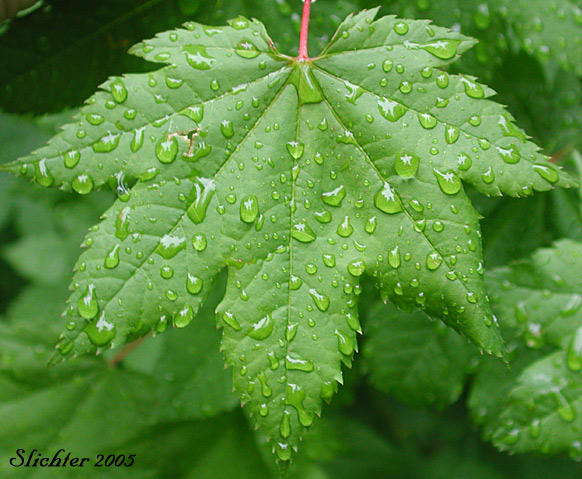 Simple-palmate leaf of Vine Maple: Acer circinatum