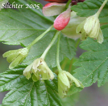 Flowers of Douglas Maple, Rocky Mountain Maple: Acer glabrum var. douglasii (Synonyms: Acer douglasii, Acer glabrum ssp. douglasii)