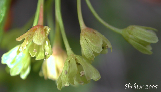 Inflorescence of Douglas Maple, Rocky Mountain Maple: Acer glabrum var. douglasii (Synonyms: Acer douglasii, Acer glabrum ssp. douglasii)