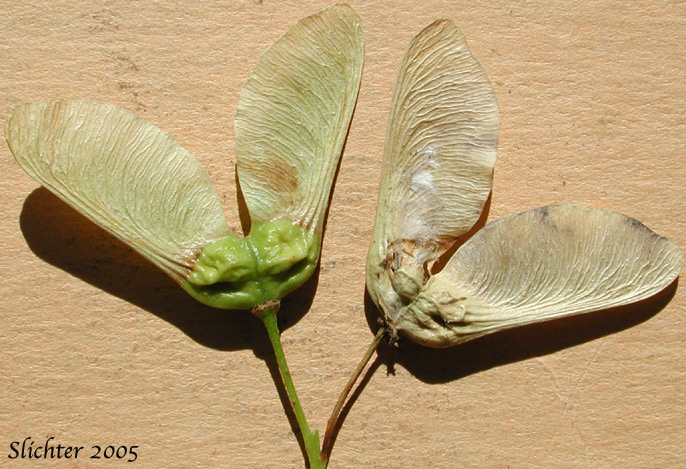 Winged fruits of Douglas Maple, Rocky Mountain Maple: Acer glabrum var. douglasii (Synonyms: Acer douglasii, Acer glabrum ssp. douglasii)