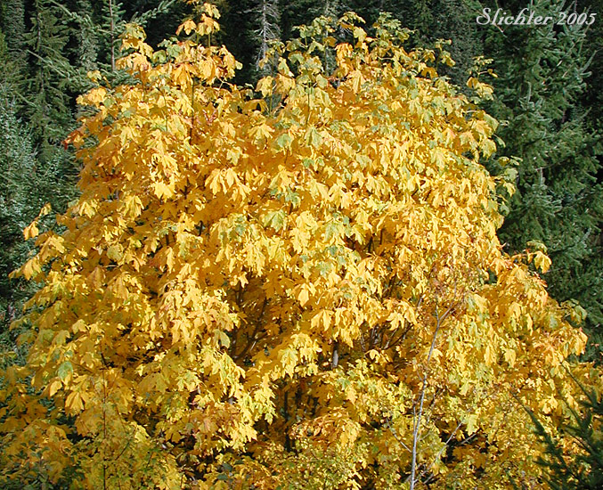 Fall foliage of Bigleaf Maple, Big-leaf Maple: Acer macrophyllum