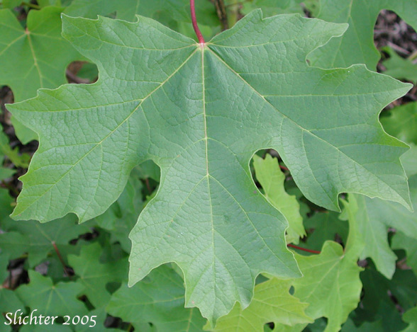 Leaf of Bigleaf Maple, Big-leaf Maple: Acer macrophyllum
