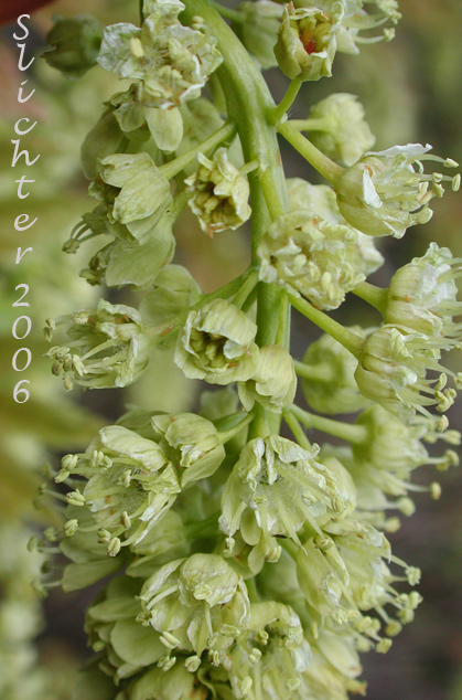 Inflorescence of Bigleaf Maple, Big-leaf Maple: Acer macrophyllum