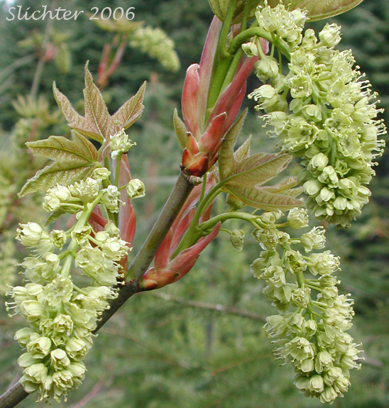 Inflorescence of Bigleaf Maple, Big-leaf Maple: Acer macrophyllum