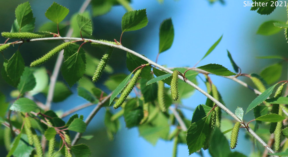 Red Birch, River Birch, Spring Birch, Water Birch: Betula occidentalis (Synonyms: Betula beeniana, Betula fontinalis, Betula fontinalis var. inopina, Betula microphylla var. fontinalis, Betula microphylla var. fontinalis, Betula occidentalis var. inopina, Betula occidentalis var. occidentalis, Betula papyrifera ssp. occidentalis, Betula papyrifera)
