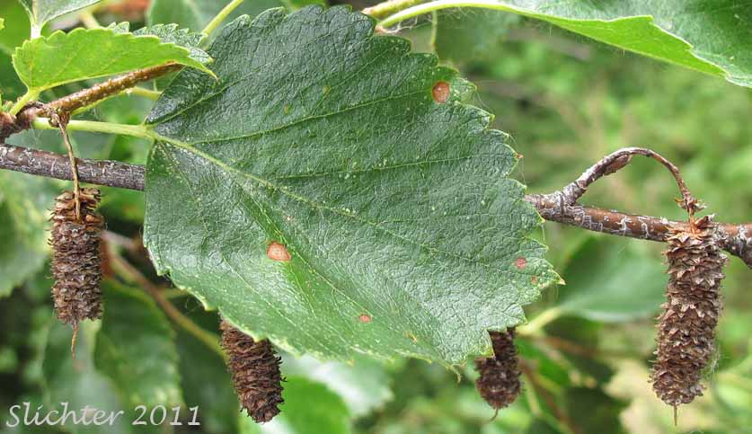 Leaves and cones of Red Birch, River Birch, Spring Birch, Water Birch: Betula occidentalis (Synonyms: Betula beeniana, Betula fontinalis, Betula fontinalis var. inopina, Betula microphylla var. fontinalis, Betula microphylla var. fontinalis, Betula occidentalis var. inopina, Betula occidentalis var. occidentalis, Betula papyrifera ssp. occidentalis, Betula papyrifera)