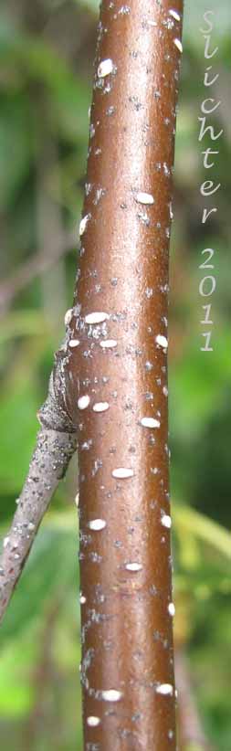 Bark on a stem of Red Birch, River Birch, Spring Birch, Water Birch: Betula occidentalis (Synonyms: Betula beeniana, Betula fontinalis, Betula fontinalis var. inopina, Betula microphylla var. fontinalis, Betula microphylla var. fontinalis, Betula occidentalis var. inopina, Betula occidentalis var. occidentalis, Betula papyrifera ssp. occidentalis, Betula papyrifera)
