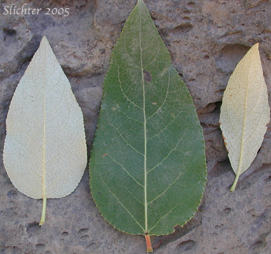 Leaves of Balsam Poplar, Black Cottonwood: Populus trichocarpa (Synonyms: Populus balsamifera, Populus balsamifera ssp. trichocarpa)