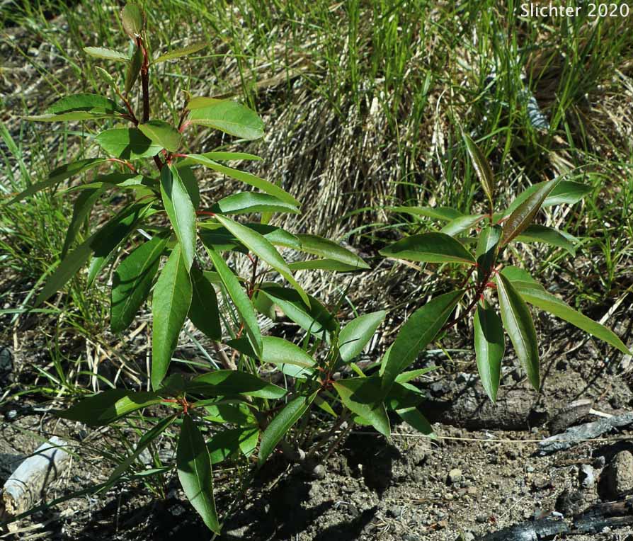 Black Cottonwood, Balsam Poplar: Populus trichocarpa (Synonyms: Populus balsamifera, Populus balsamifera var. californica, Populus balsamifera ssp. trichocarpa)