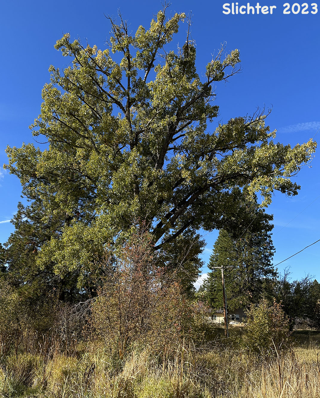 Black Cottonwood, Balsam Poplar: Populus trichocarpa (Synonyms: Populus balsamifera, Populus balsamifera var. californica, Populus balsamifera ssp. trichocarpa)