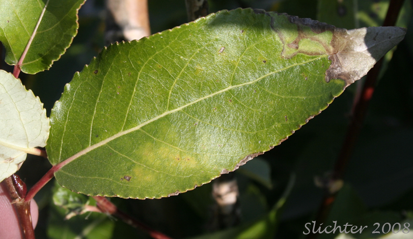 Dorsal leaf surface of Black Cottonwood, Balsam Poplar: Populus balsamifera ssp. trichocarpa (Synonyms: Populus balsamifera, Populus balsamifera ssp. trichocarpa, Populus balsamifera var. californica, Populus trichocarpa var. cupulata, Populus trichocarpa var. ingrata)