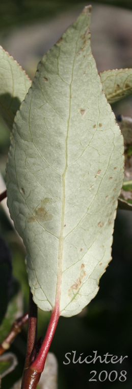 Ventral leaf surface of Black Cottonwood, Balsam Poplar: Populus balsamifera ssp. trichocarpa (Synonyms: Populus balsamifera, Populus balsamifera ssp. trichocarpa, Populus balsamifera var. californica, Populus trichocarpa var. cupulata, Populus trichocarpa var. ingrata)