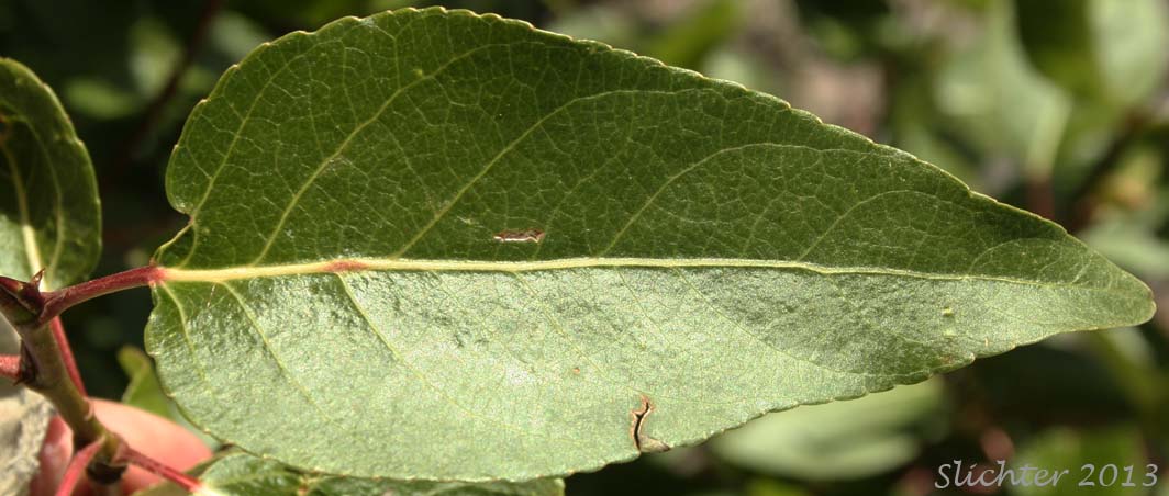 Upper leaf surface of Black Cottonwood, Balsam Poplar: Populus trichocarpa (Synonyms: Populus balsamifera, Populus balsamifera var. californica, Populus balsamifera ssp. trichocarpa)