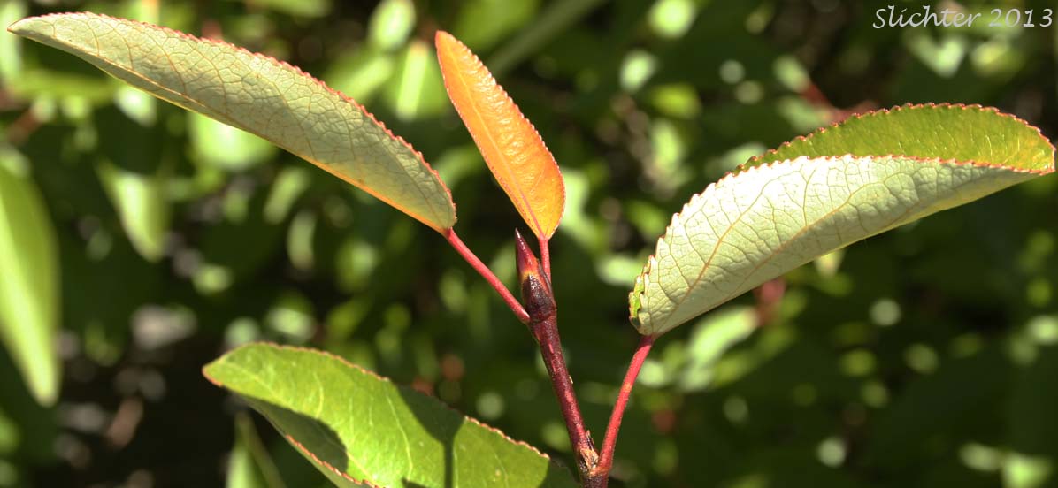 Lower leaf surface of Black Cottonwood, Balsam Poplar: Populus trichocarpa (Synonyms: Populus balsamifera, Populus balsamifera var. californica, Populus balsamifera ssp. trichocarpa)