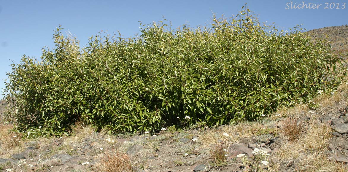 Black Cottonwood, Balsam Poplar: Populus trichocarpa (Synonyms: Populus balsamifera, Populus balsamifera var. californica, Populus balsamifera ssp. trichocarpa)