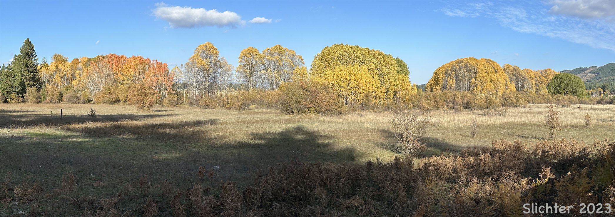 Quaking Aspen: Populus tremuloides (Synonyms: Populus tremula ssp. tremuloides, Populus tremuloides var. vancouveriana)