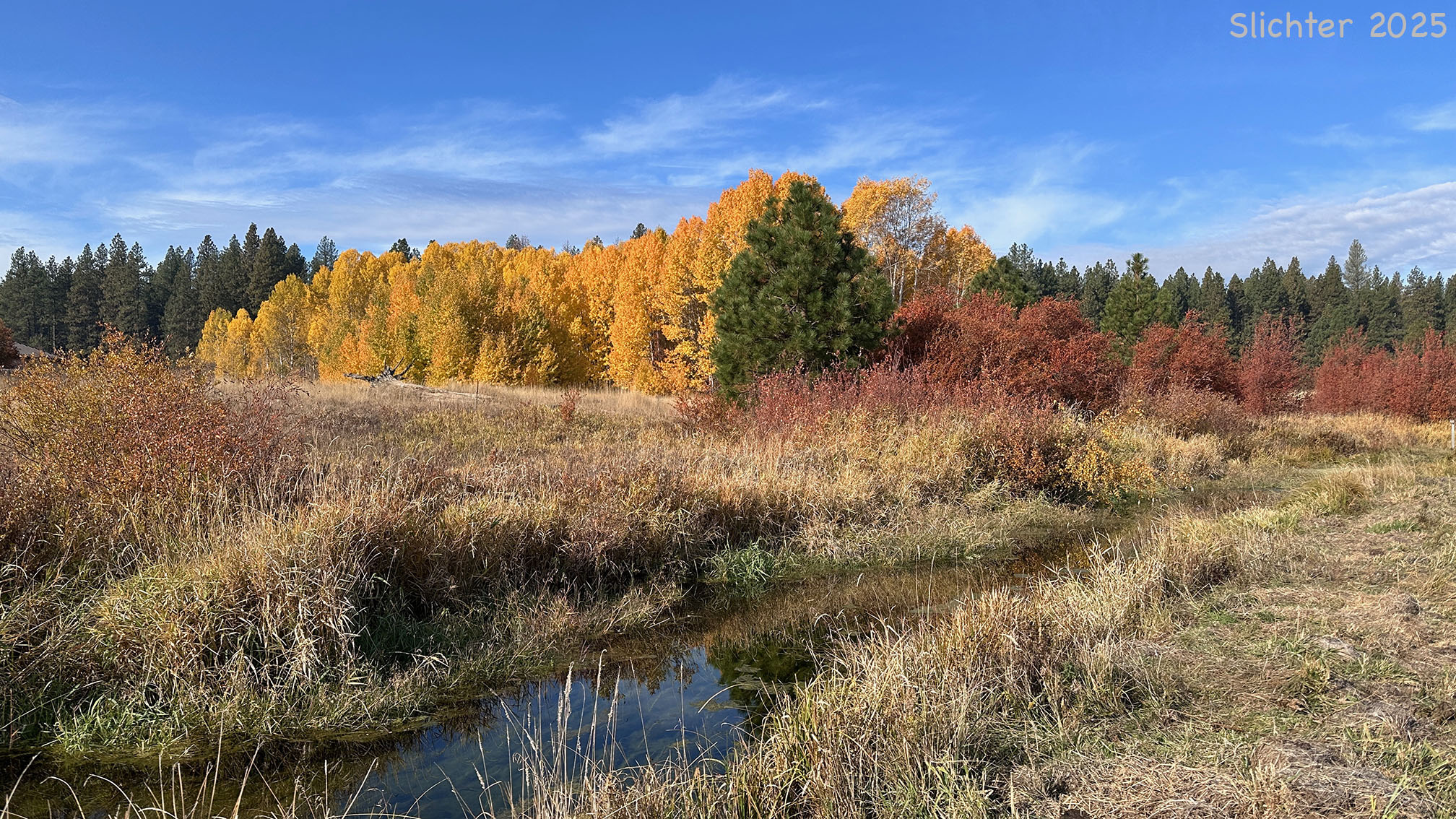 Quaking Aspen: Populus tremuloides (Synonyms: Populus tremula ssp. tremuloides, Populus tremuloides var. vancouveriana)
