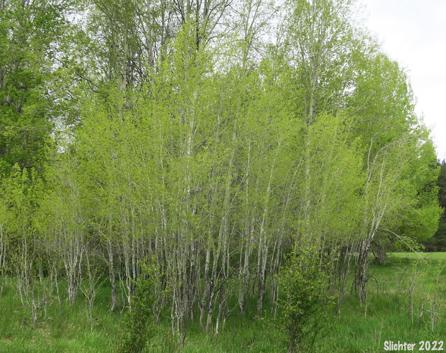 Quaking Aspen: Populus tremuloides (Synonyms: Populus tremula ssp. tremuloides, Populus tremuloides var. vancouveriana)