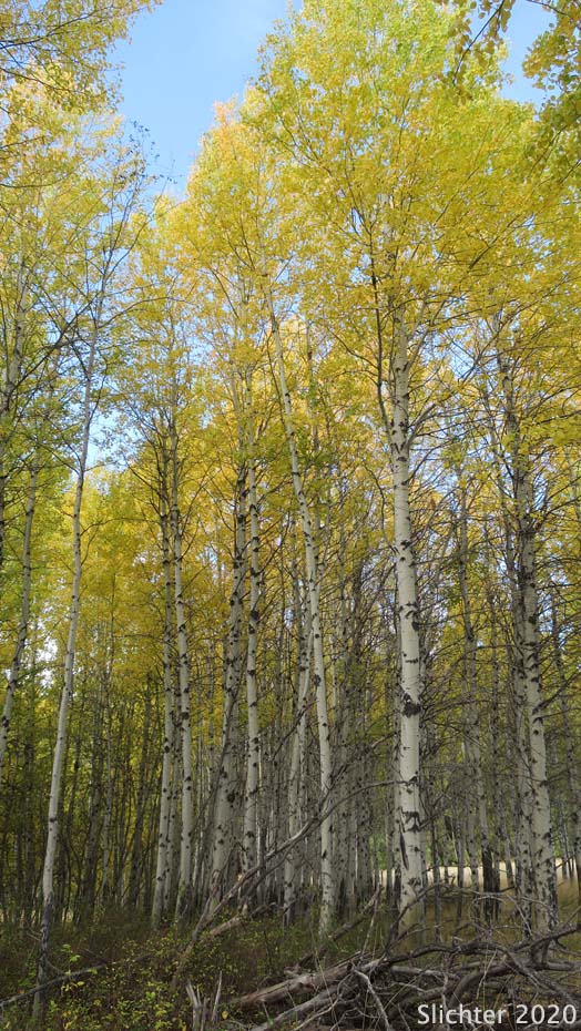 Quaking Aspen: Populus tremuloides (Synonyms: Populus tremula ssp. tremuloides, Populus tremuloides var. vancouveriana)