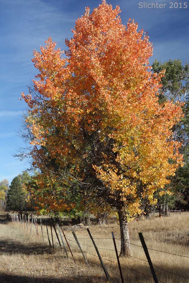 Quaking Aspen: Populus tremuloides (Synonyms: Populus tremula ssp. tremuloides, Populus tremuloides var. vancouveriana)