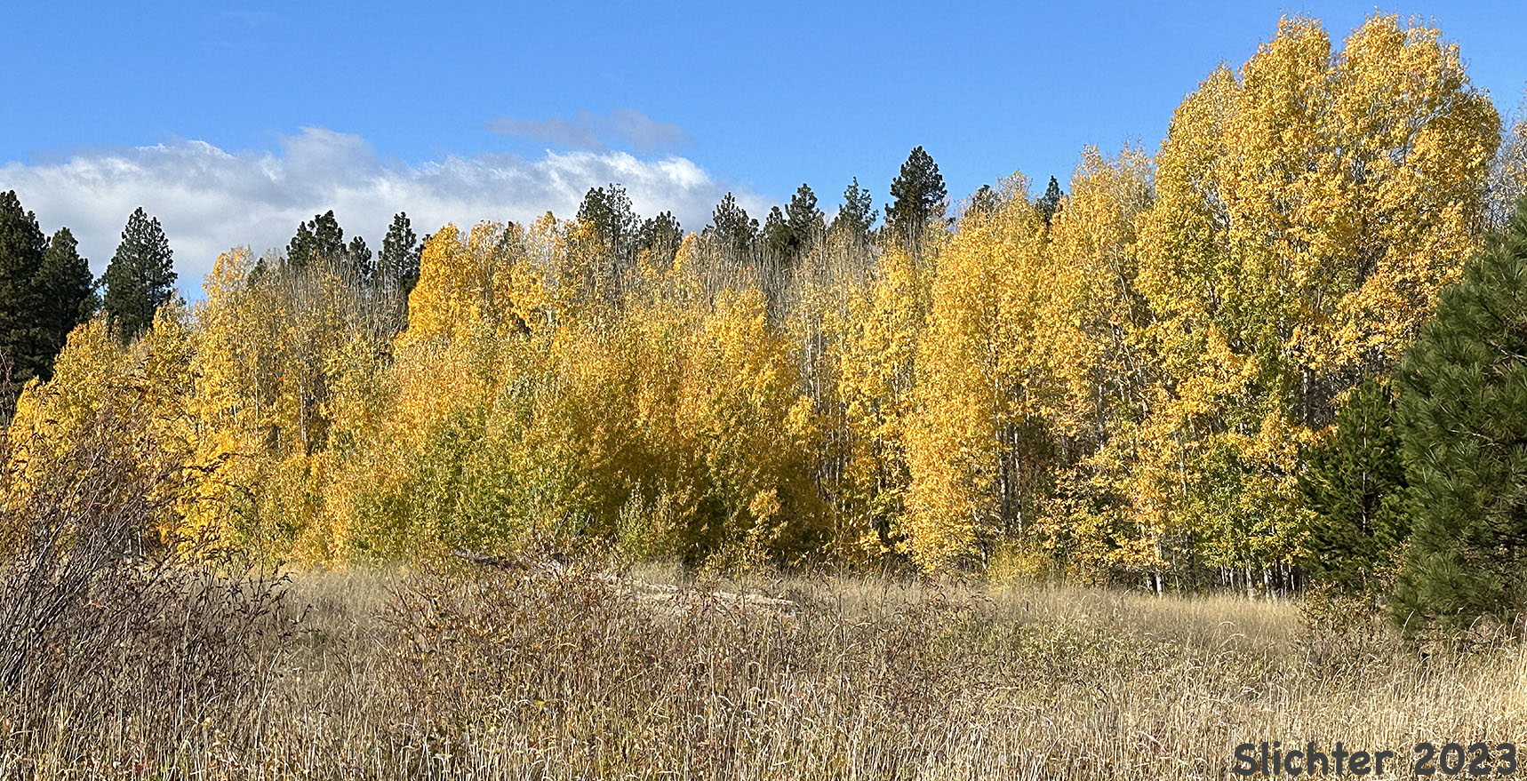Quaking Aspen: Populus tremuloides (Synonyms: Populus tremula ssp. tremuloides, Populus tremuloides var. vancouveriana)
