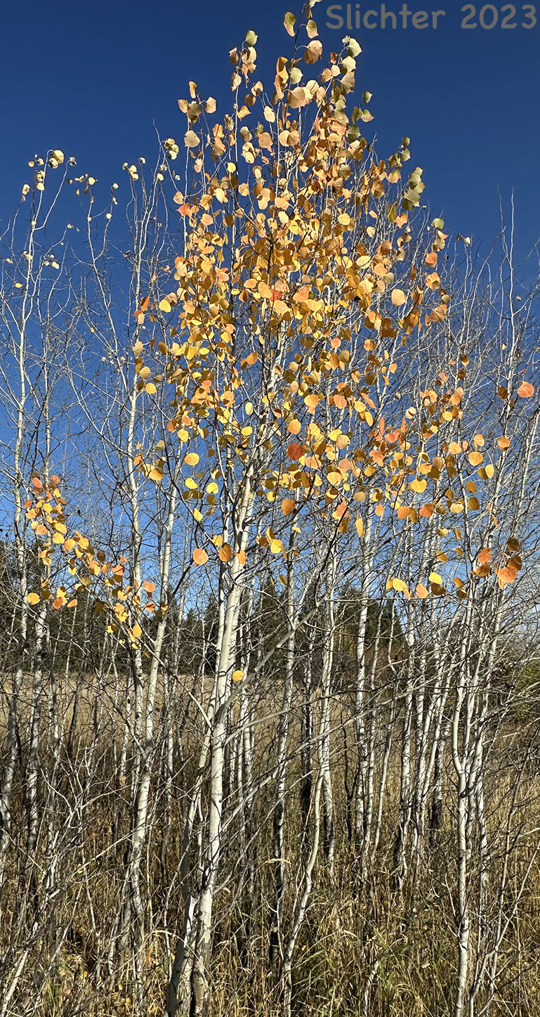 Quaking Aspen: Populus tremuloides (Synonyms: Populus tremula ssp. tremuloides, Populus tremuloides var. vancouveriana)