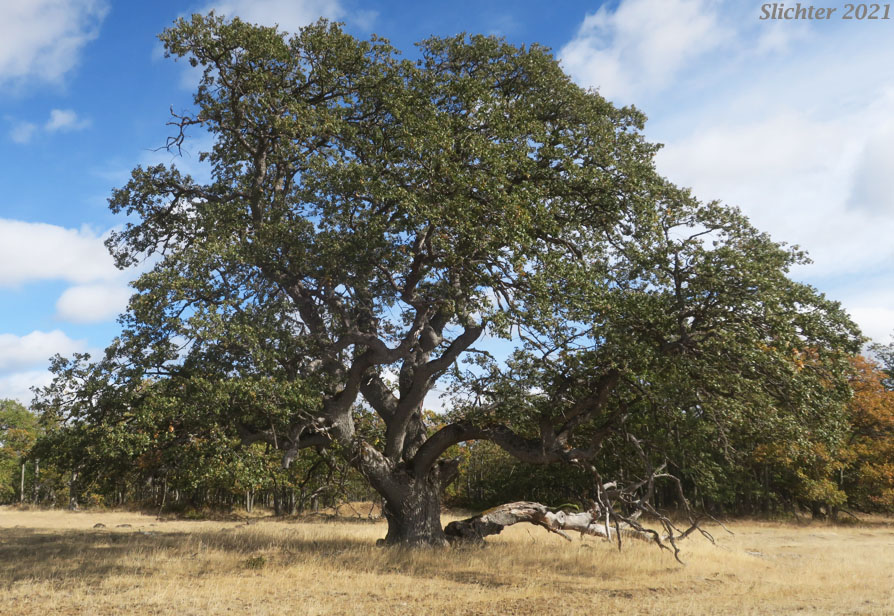 Oregon White Oak: Quercus garryana var. garryana