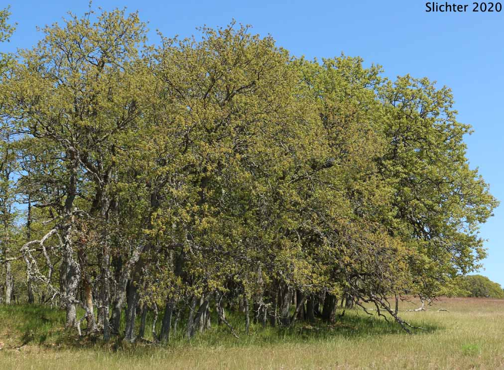 Oregon White Oak: Quercus garryana var. garryana