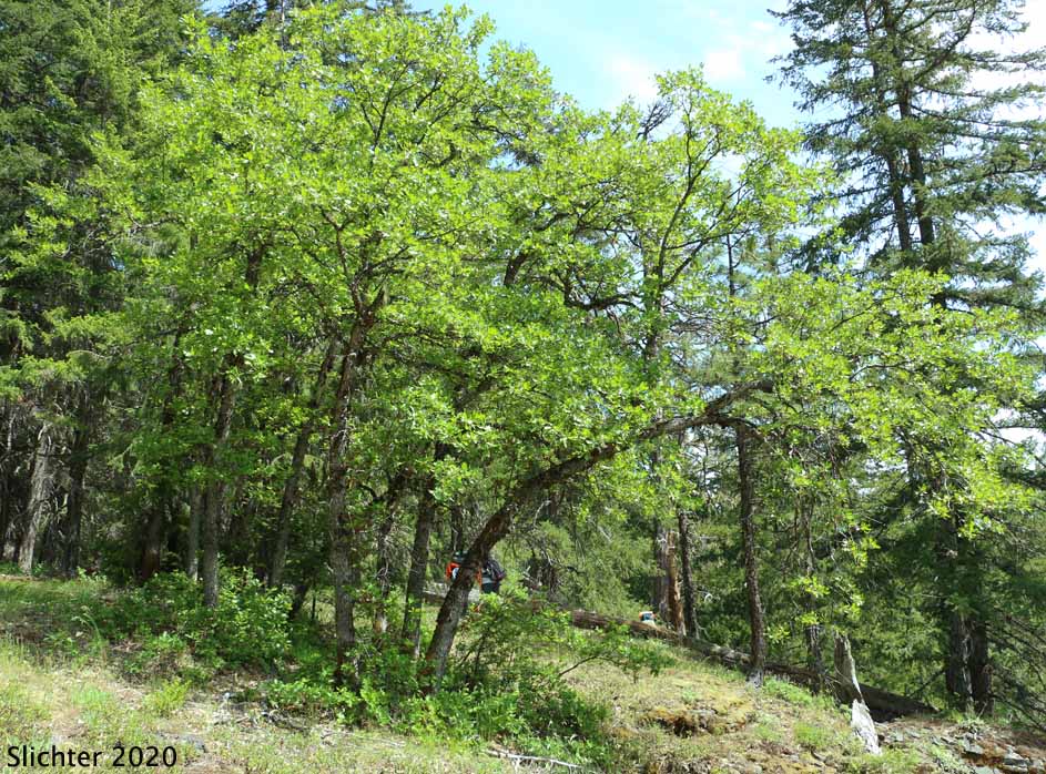 Oregon White Oak: Quercus garryana var. garryana