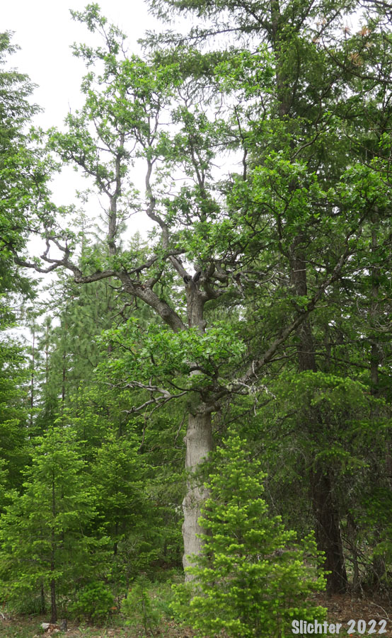 Oregon White Oak: Quercus garryana var. garryana