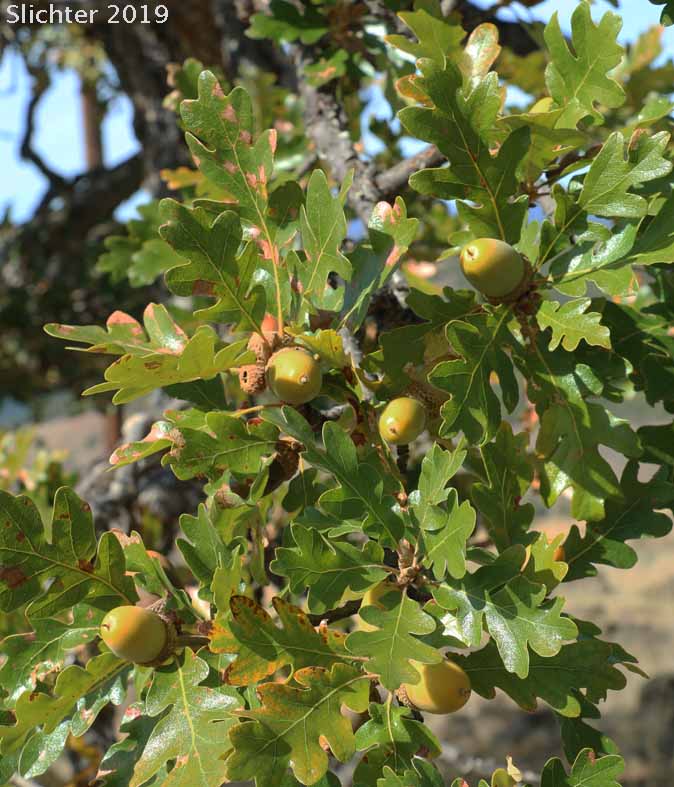 Oregon White Oak: Quercus garryana var. garryana