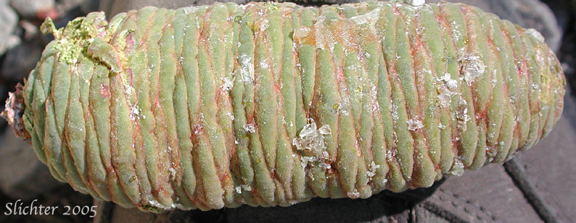 Amabilis Fir, Cascade Fir, Lovely Fir, Pacific Silver Fir, Silver Fir: Abies amabilis