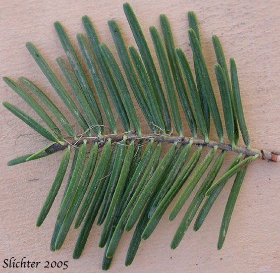 Amabilis Fir, Cascade Fir, Lovely Fir, Pacific Silver Fir, Silver Fir: Abies amabilis