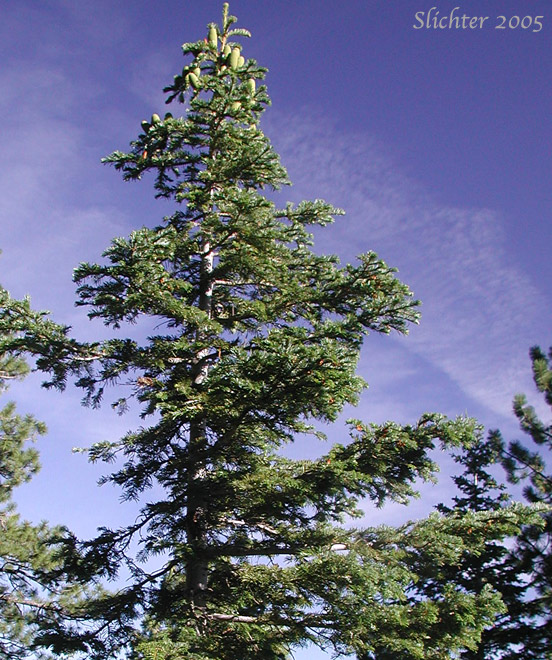 Amabilis Fir, Cascade Fir, Lovely Fir, Pacific Silver Fir, Silver Fir: Abies amabilis
