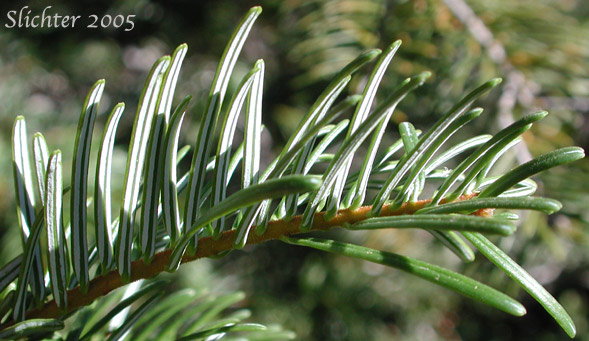 Amabilis Fir, Cascade Fir, Lovely Fir, Pacific Silver Fir, Silver Fir: Abies amabilis