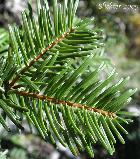 Amabilis Fir, Cascade Fir, Lovely Fir, Pacific Silver Fir, Silver Fir: Abies amabilis