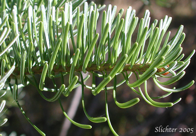 Alpine Fir, Balsam Fir, Subalpine Fir, White Balsam Fir: Abies lasiocarpa var. lasiocarpa (Synonyms: Abies blasamea ssp. lasiocarpa, Abies balsamea var. fallax, Abies bifolia, Abies subalpina, Pinus lasiocarpa)