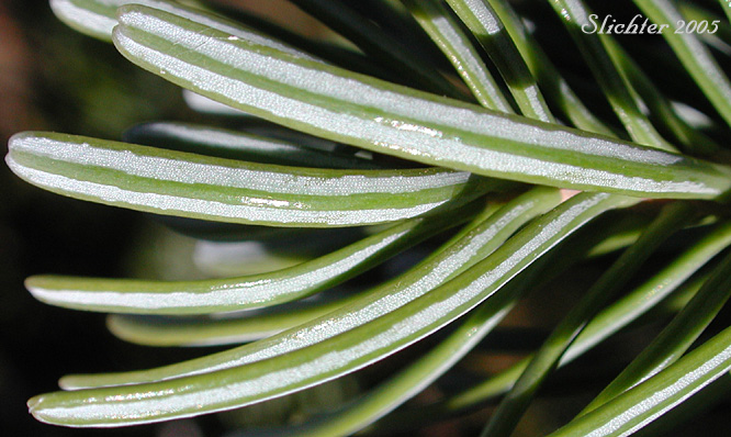 Alpine Fir, Balsam Fir, Subalpine Fir, White Balsam Fir: Abies lasiocarpa var. lasiocarpa (Synonyms: Abies blasamea ssp. lasiocarpa, Abies balsamea var. fallax, Abies bifolia, Abies subalpina, Pinus lasiocarpa)