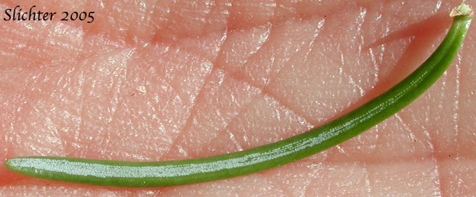 Alpine Fir, Balsam Fir, Subalpine Fir, White Balsam Fir: Abies lasiocarpa var. lasiocarpa (Synonyms: Abies blasamea ssp. lasiocarpa, Abies balsamea var. fallax, Abies bifolia, Abies subalpina, Pinus lasiocarpa)
