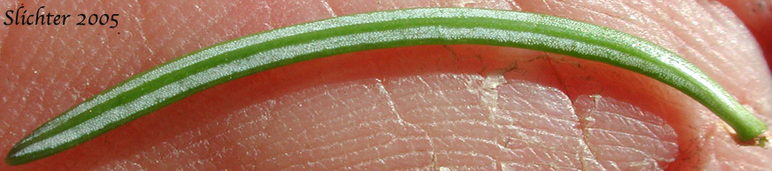 Ventral surface of a needle of Alpine Fir, Balsam Fir, Subalpine Fir, White Balsam Fir: Abies lasiocarpa var. lasiocarpa (Synonyms: Abies blasamea ssp. lasiocarpa, Abies balsamea var. fallax, Abies bifolia, Abies subalpina, Pinus lasiocarpa)