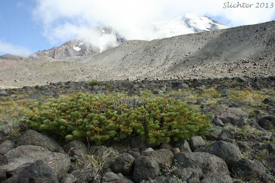 Alpine Fir, Balsam Fir, Subalpine Fir, White Balsam Fir: Abies lasiocarpa var. lasiocarpa (Synonyms: Abies blasamea ssp. lasiocarpa, Abies balsamea var. fallax, Abies bifolia, Abies subalpina, Pinus lasiocarpa)