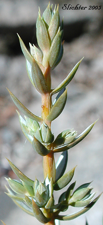 Scale-like needles of Common Juniper, Dwarf Juniper, Ground Juniper, Prostrate Juniper: Juniperus communis var. kelleyi (Synonyms: Juniperus alpina, Juniperus communis ssp. alpina, Juniperus communis ssp. nana, Juniperus communis ssp. saxatilis, Juniperus communis var. alpina, Juniperus communis var. jackii, Juniperus communis var. montana, Juniperus communis var. sibirica, Juniperus nana, Juniperus sibirica)