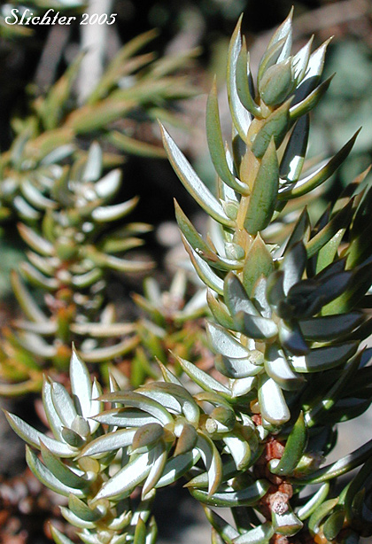 Common Juniper, Dwarf Juniper, Ground Juniper, Prostrate Juniper: Juniperus communis var. kelleyi (Synonyms: Juniperus alpina, Juniperus communis ssp. alpina, Juniperus communis ssp. nana, Juniperus communis ssp. saxatilis, Juniperus communis var. alpina, Juniperus communis var. jackii, Juniperus communis var. montana, Juniperus communis var. sibirica, Juniperus nana, Juniperus sibirica)